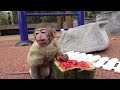 Monkey ABU drives a truck to harvest watermelons - Rescue the chicks from DINOSAURS