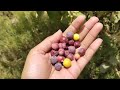 Falsy ka khait ||Black currant field|| falsa fruit