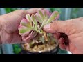 Growing Beautiful Aeonium Pink Witch | Soil, Cuttings & Potting | Growing Succulents with LizK