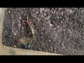 Desert centipede VS black house spider