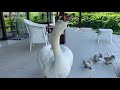 We have guests! Swans with chicks! Rare footage. 4K