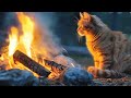 Cat campfire