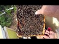 Late May Beekeeping