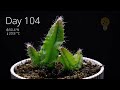 DRAGON Fruit Cactus from Seed Timelapse!