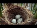 Tiếng chim tu hú gọi bầy / Cách chọn tổ đẻ của chim tu hú vào mùa sinh sản