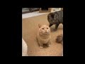 😂 Funniest Cats and Dogs Videos 😺🐶 || 🥰😹 Hilarious Animal Compilation №391