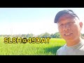 Ep2 Dry Season Cropping: SL8H and US88H Hybrid Rice Fertilization