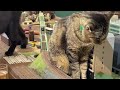 Do You Want to Take This Train? Cats Causing Train Accidents at the Diorama Café!