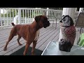 Boxer fights Owl Who wins?