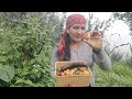 Fresh Organic Vegetables from My Farm// H.P.(Shimla)