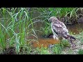 Hawk misses frogs, crashes into pond, reflects on his failures