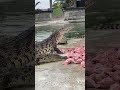 Farmer feeds crate of fresh meat to over 10,000 crocodiles #Shorts