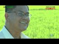 Rice Production Part 1 :  Rice Production in the Philippines | Agribusiness Philippines