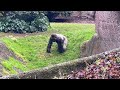 Gorilla walking on 2 legs and chest beating