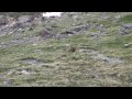 Rocky Mountain National Park Marmot Fight