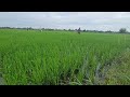 OMបាច់ជីវគ្គ២🥰🌾🚜