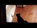 Cat Reacts to Mouse Video by Paul Denning & Feral Rescue & Rehab in Frenchtown Updates