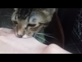 2016/08/07 貓大爺謎之猜猜猜