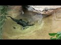 Giant turtles, fishes, and caiman at Saint Louis zoo, Missouri