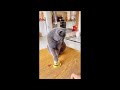 Funny Cats And Dogs Videos Try Not To Laugh 😺😍 Funny Videos Of Cats And Dogs 😹 Part 53