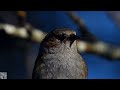 Dunnock singing,Jernspurv,Лесная завирушка голос,Accenteur mouchet chant,Heckenbraunelle,Heggenmus