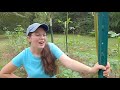 Pruning GIANT OKRA for a SECOND CROP!!