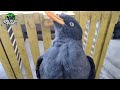 MASTERAN JALAK GACOR ‼️masteran burung sang juara dunia | wajib di coba,pasti langsung respon