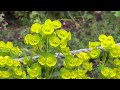 Mindful Moment Film - Scottish Spring Flowers | Music by Basham - Give You My Heart