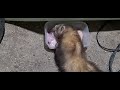 Ferret: feeding time