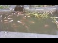 perawatan air pada kolam ikan nila yg brubah warna#ikan Nila