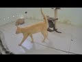 A fun day with silly cat actions ❤️🐈 Best Funny Catss 2024 😅