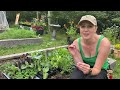 The Great Garlic Harvest of 2024, Zone 5b Newfoundland