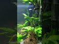 Neon green Rasbora (green kubotai) sparring