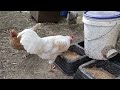 Introducing my hens to my new roosters...again.  (Previous couple of introductions were rough.)