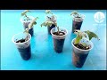 How To Grow Purple Eggplants From Cuttings