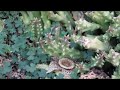 Orbea variegata 1