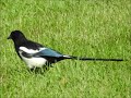 Magpie been chased by a crow on the green zone