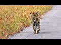 Wildlife of African Safari 4K | Relaxation film with Sound of Nature and Beautiful Animals