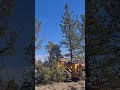 Skidgine takes out hazard tree.     #wildfire #wildlandfire #wildlandfirefighter #logging