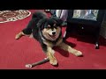 Barking and Grumbling (Finnish Lapphund Puppy)