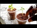 How to Make Your Own COCO PEAT at Home / How to Make COCO PEAT quikly at Home #howtomakecocopeat