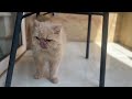 Angry Persian Cat Sound | Meowing