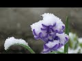 Весенние цветы в снегу 19 апреля. Spring flowers in the snow on April 19.