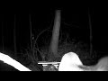 Wild Animals in the Woods. Trail camera footage. Pennsylvania