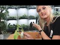 Unboxing RARE VARIEGATED Plants