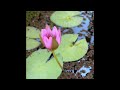 Lily-pad Closing time-lapse