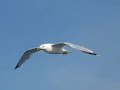 Seagull in flight follow-cam