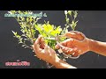 การสร้างบอนไซ ตอนที่ 4 How to make bonsai Ep4