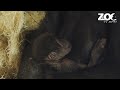 Baby Gorilla Born at Dublin Zoo