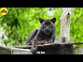 Rare and colorful animals of the Amazon rainforest + Relaxing music